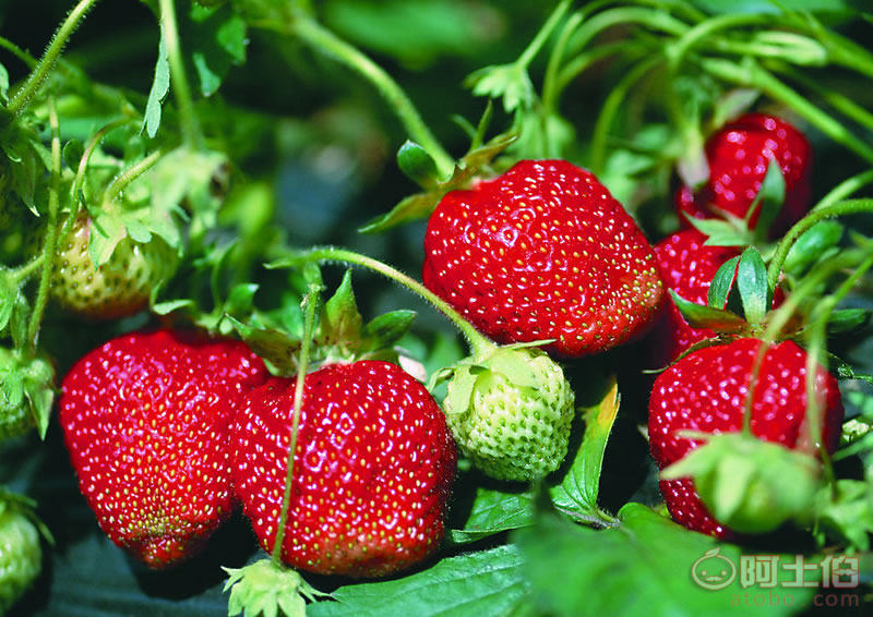 新鄉市俊彬有機蔬果種植專業合作社 采摘體驗與優質產品一站式服務